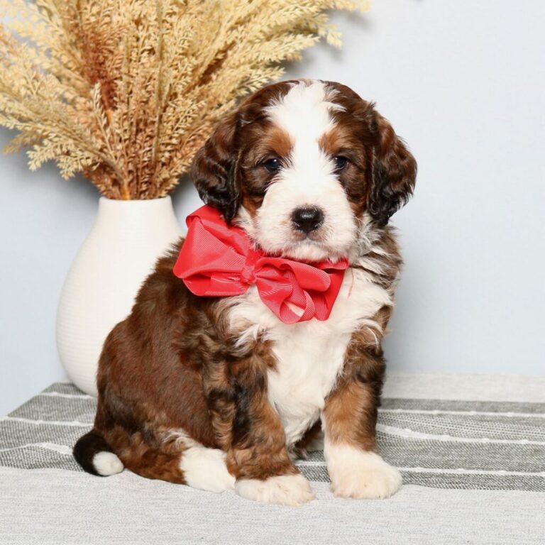 Finding the Perfect Bernedoodle for Sale Near You