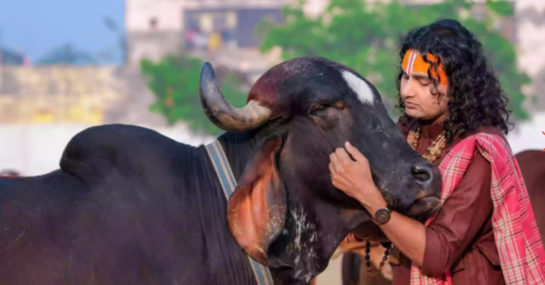 Send A Cow Charity: Empowering Communities for a Sustainable Future